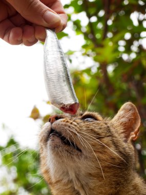 kedi ve balık