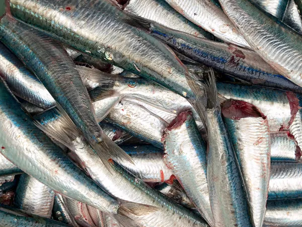Čerstvé sardinky — Stock fotografie
