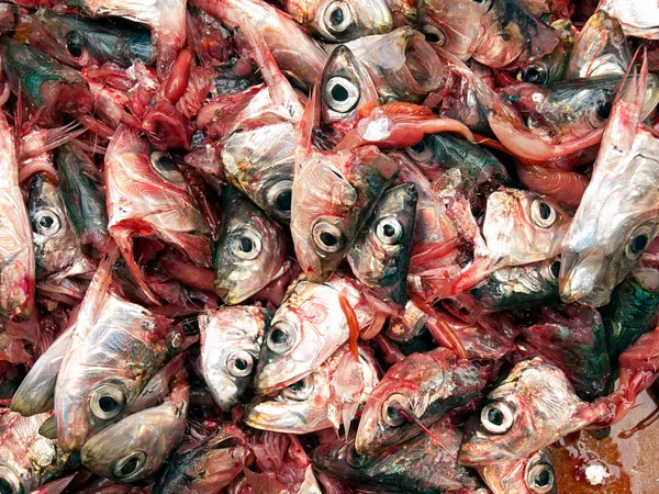 Halshuggen sardiner — Stockfoto