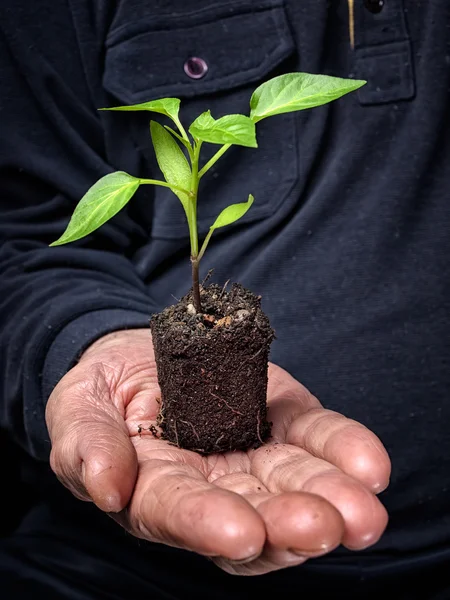 Künftige Ernte — Stockfoto