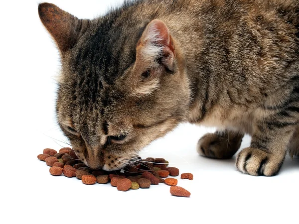 Alimentação de gato — Fotografia de Stock
