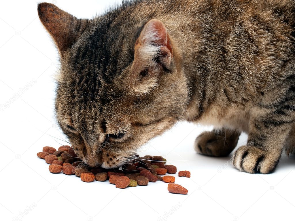 Cat feeding