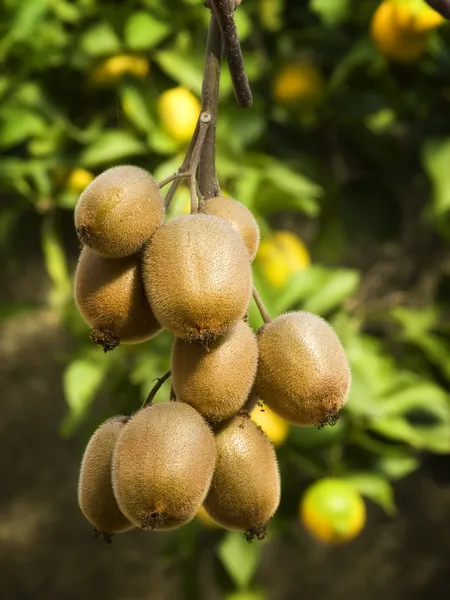 Owoce kiwi — Zdjęcie stockowe