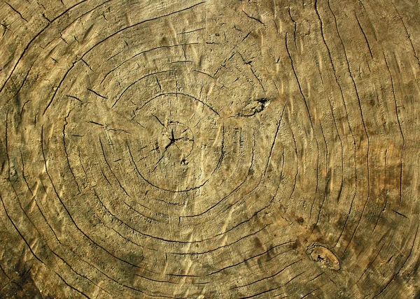 Texture of tree stump, closeup — Stock Photo, Image