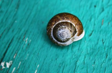 Snail shell on a wood green turquoise board clipart