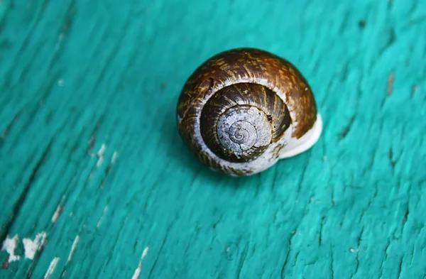 stock image Snail shell on a wood green turquoise board