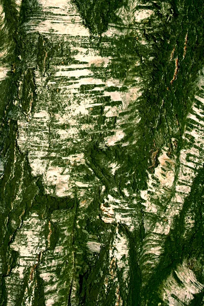 Грубый потрескавшийся текстурированный березовый фон крупным планом — стоковое фото