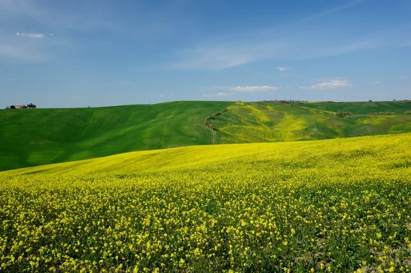 Val d'Orcia (Toscana) ) — Foto Stock
