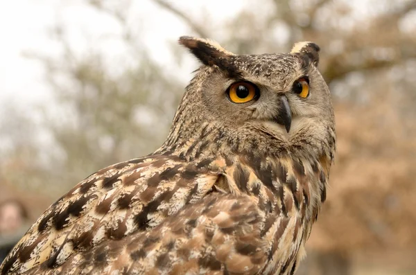 stock image Owl portrait