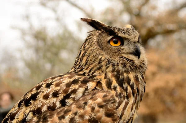 stock image Owl portrait