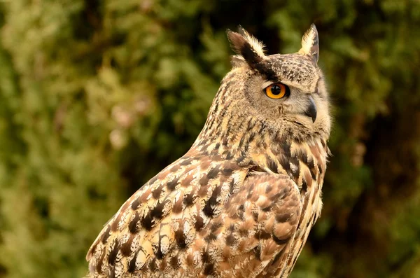 stock image Owl portrait