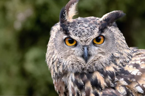 stock image Owl portrait