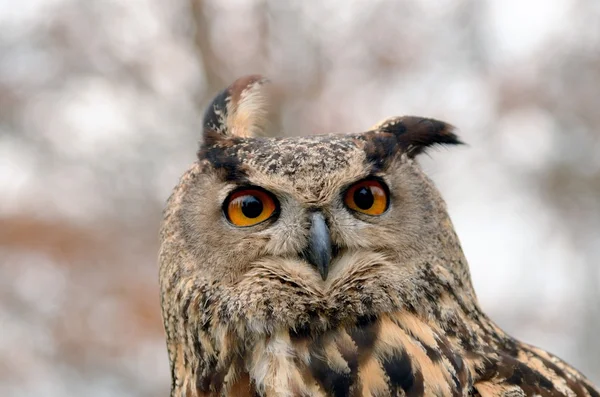 stock image Owl portrait