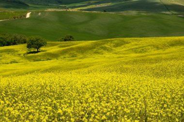 Val d'Orcia (Toskonya)