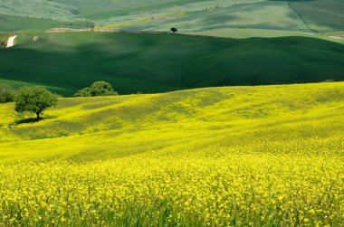 Val d'Orcia (Tuscany) clipart