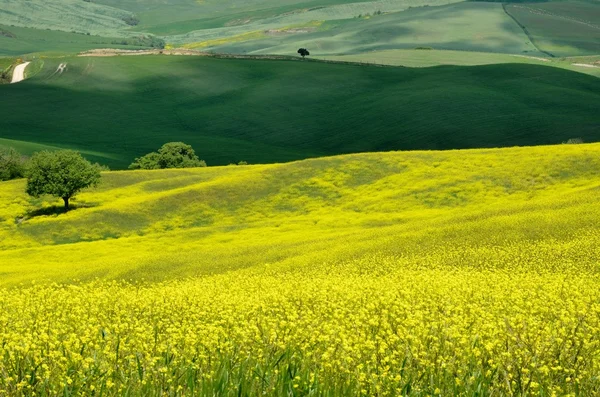 Val d'Orcia (Tuscany) — Stock Photo, Image