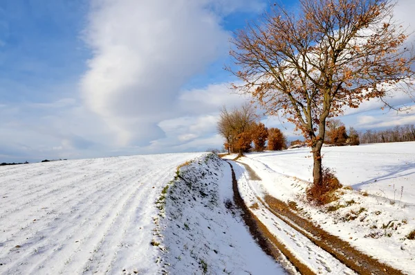 stock image Snowy Landscape