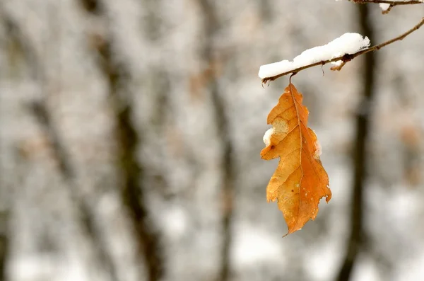 stock image Snowy Landscape