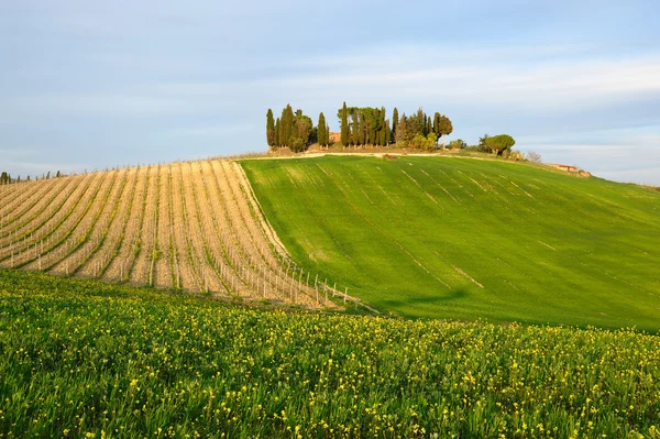 Chiantishire célèbre zone rurale de la Toscane — Photo