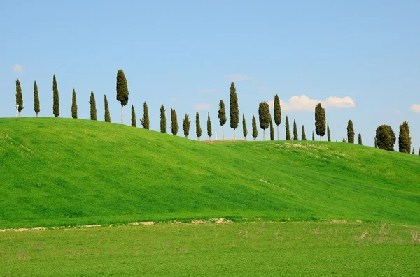Zypressenallee auf einem Hügel in der Toskana — Stockfoto
