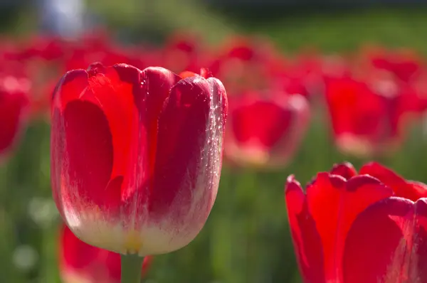 Kwiaty tulipany — Zdjęcie stockowe