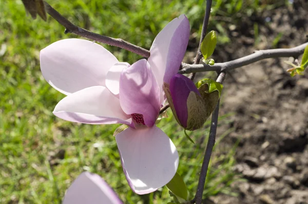 Magnolia fleurit — Photo
