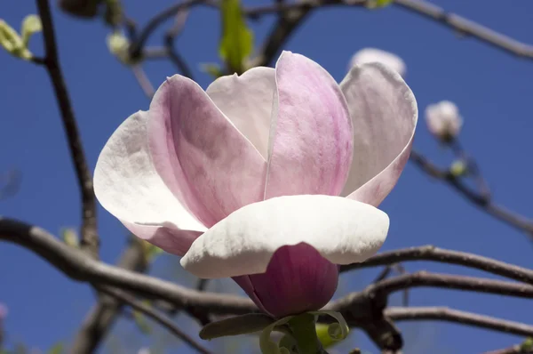 Magnolia blossoms — Stockfoto