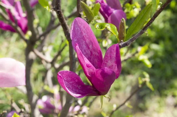 Floraciones de magnolia — Foto de Stock