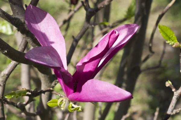 Magnolia fleurit — Photo