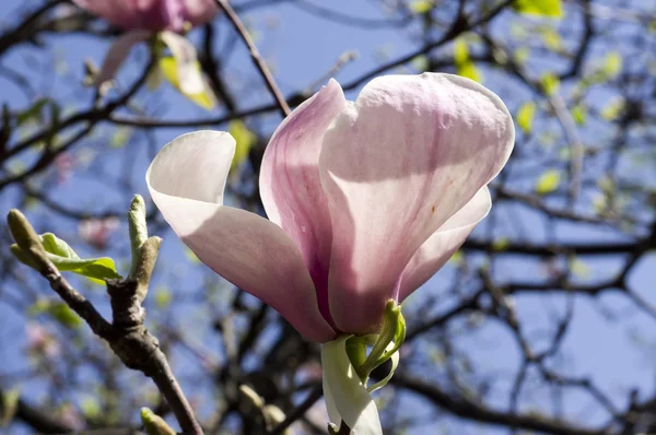 Magnolia blossoms — Stockfoto