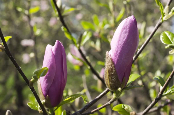 stock image Magnolia blossoms