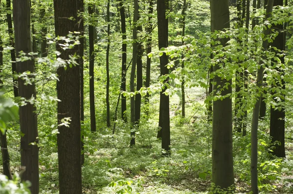 stock image Spring in the forest