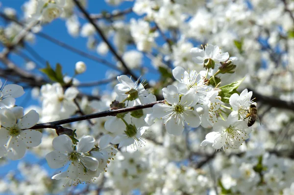 stock image Cherry blossoms