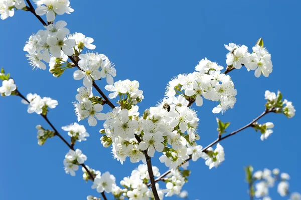 stock image Cherry blossoms