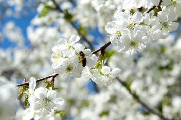 stock image Cherry blossoms