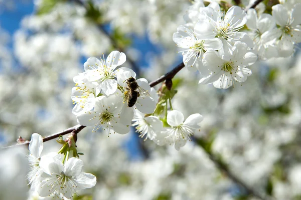 stock image Cherry blossoms