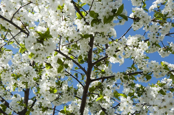 Stock image Cherry blossoms