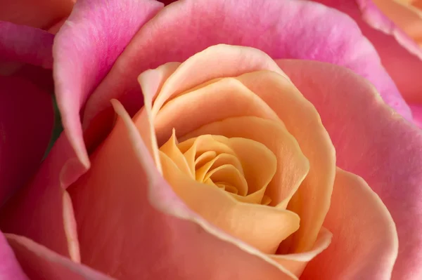 Opened bud rose — Stock Photo, Image