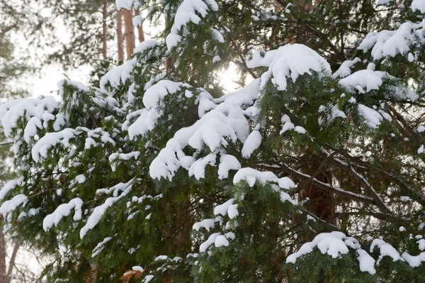 stock image Winter