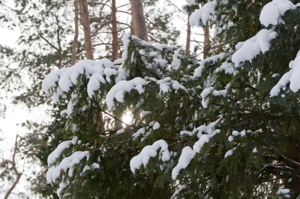 stock image Winter