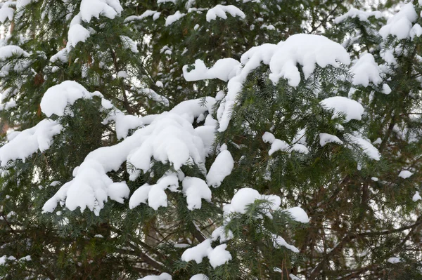 stock image Winter