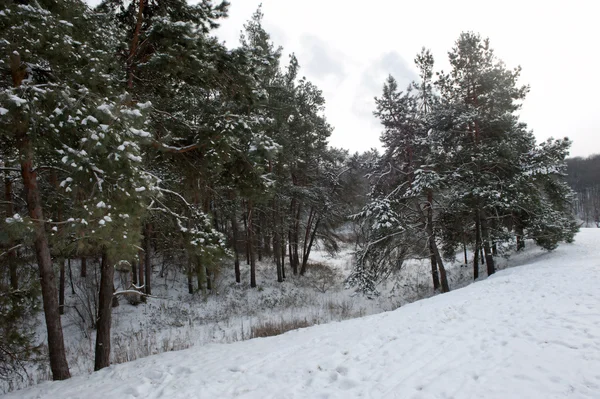 Stock image Winter