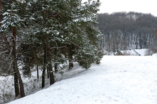 stock image Winter in the mixed forest