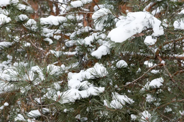 stock image Winter