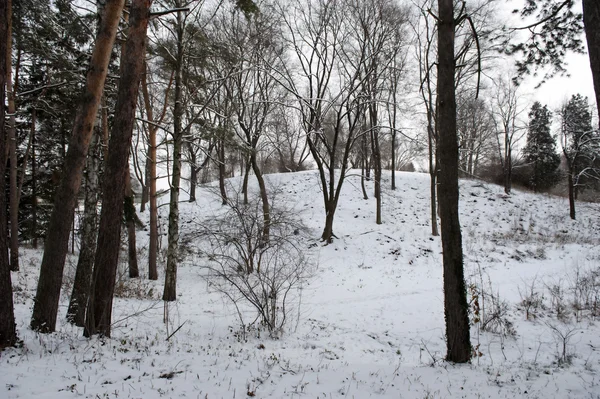 Inverno nella foresta mista — Foto Stock