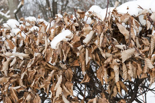 stock image Winter