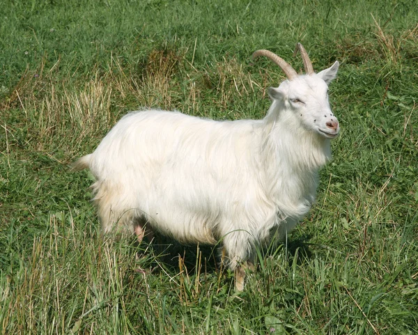 White goat. — Stock Photo, Image