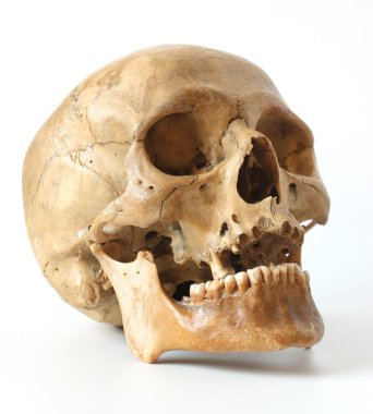 Human skull. clipart