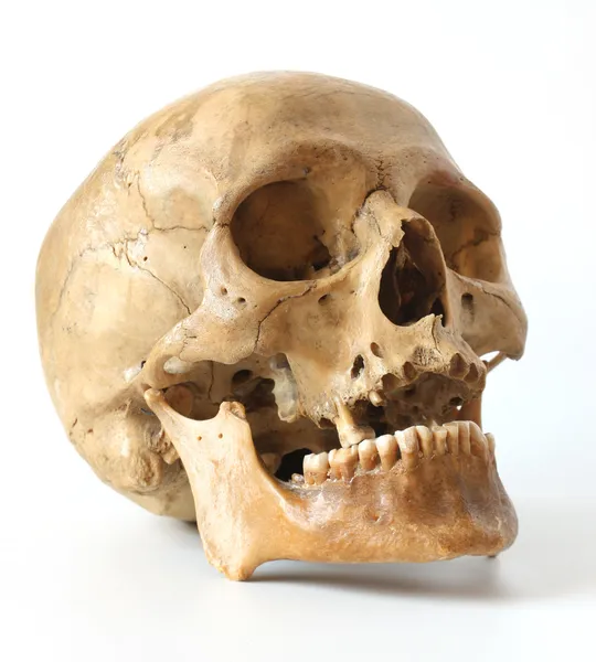 Crâne humain . — Photo