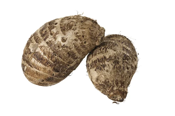 Két barna szőrös malanga gumó — Stock Fotó